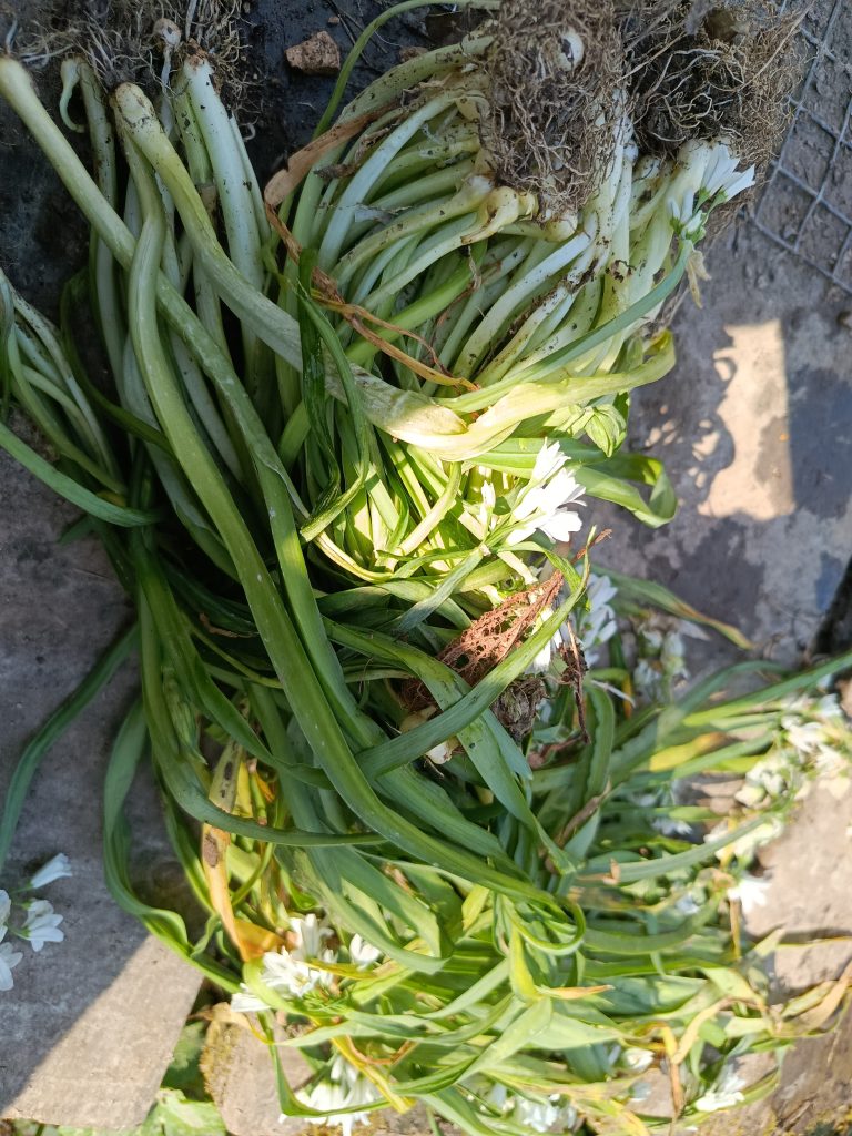 Plusieurs plans d'ail des ours hors de terre : on voit bien les bulbes et les racines.