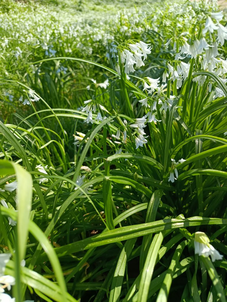 Un champ d'ail des ours : des fleurs blanches en grappe, en forme de clochettes, pointées vers le sol.
