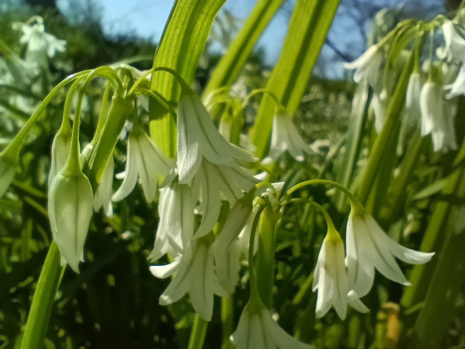 Vue de près des fleurs : ce sont des petites clochettes blanches, en grappes, ouvertes vers le bas.