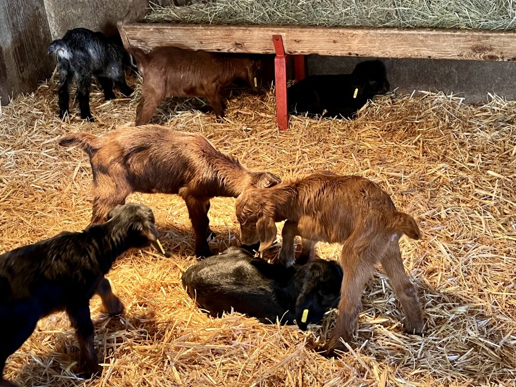 Des bébés biquettes